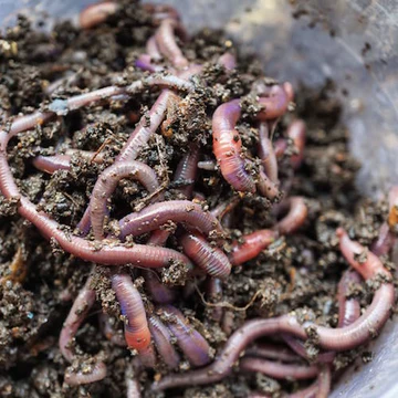 Vermin Composting : How To Start